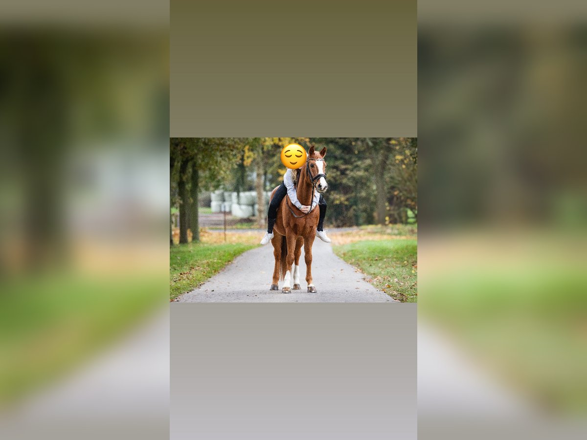 Poni alemán Caballo castrado 15 años 146 cm Alazán in Marl