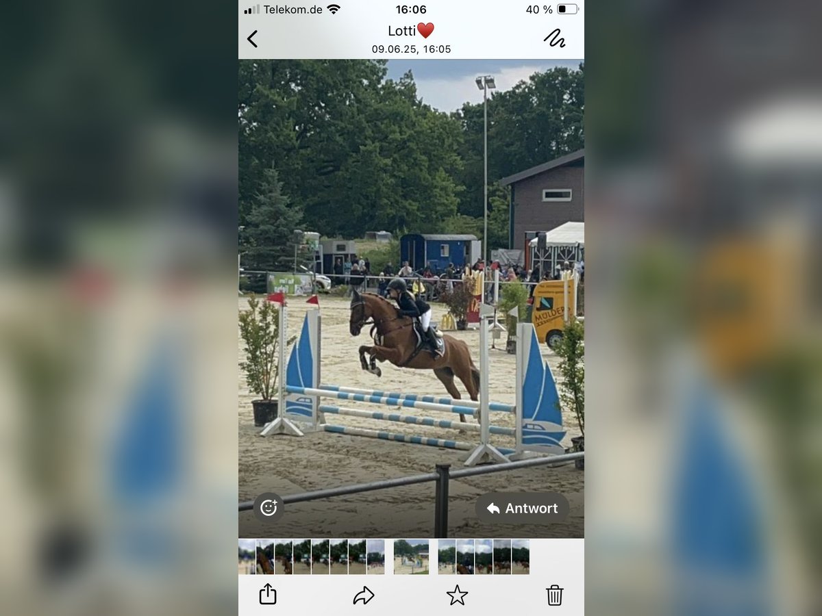 Poni alemán Caballo castrado 15 años 148 cm Alazán in Ascheberg