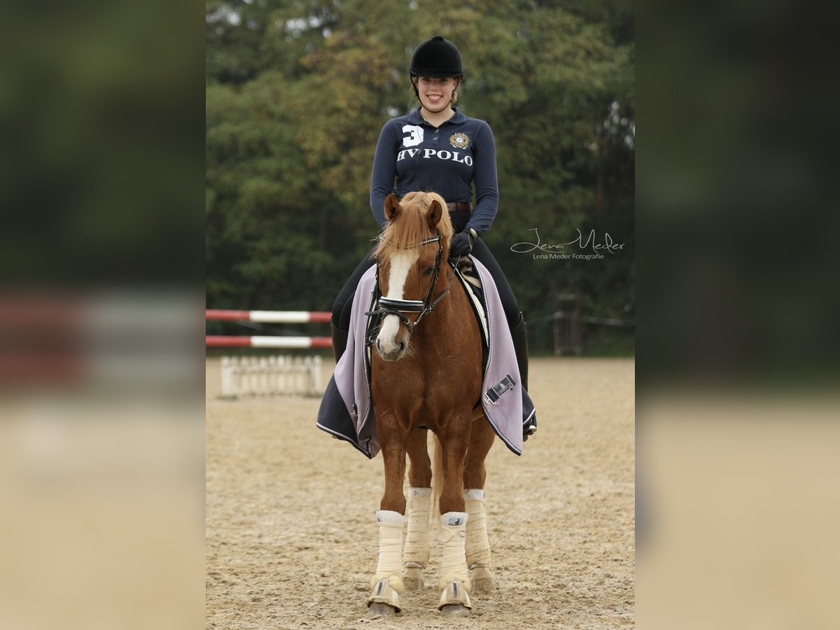 Poni alemán Caballo castrado 16 años 147 cm Bayo in Frankfurt am Main