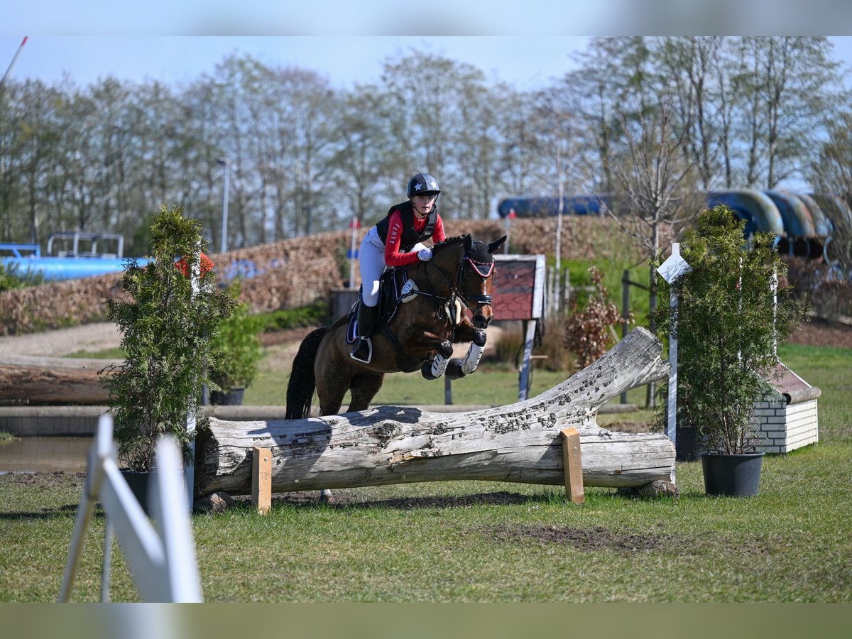 Poni alemán Caballo castrado 16 años 147 cm Castaño in Moormerland Poni alemán Caballo castrado 16 años 147 cm Castaño in Moormerland