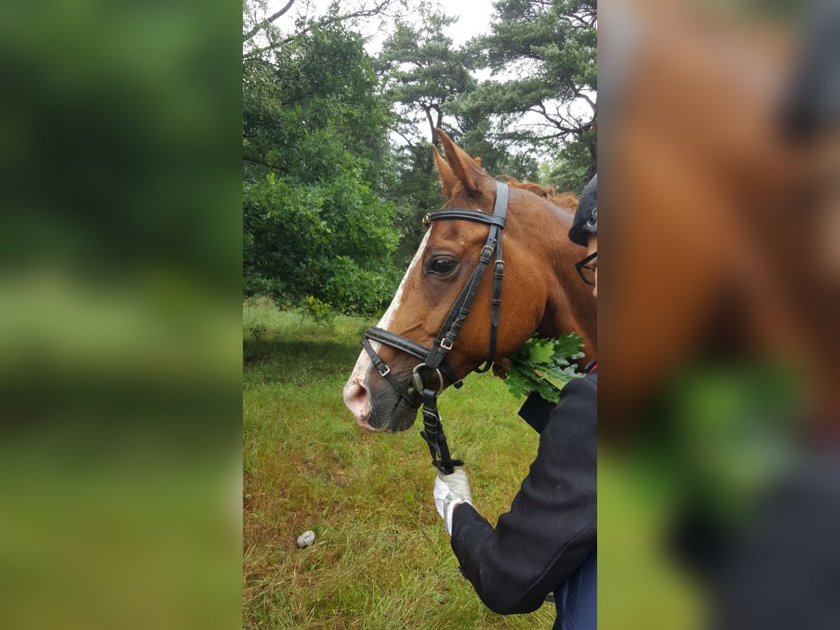 Poni alemán Caballo castrado 16 años 148 cm Alazán in D&#xF6;tlingen