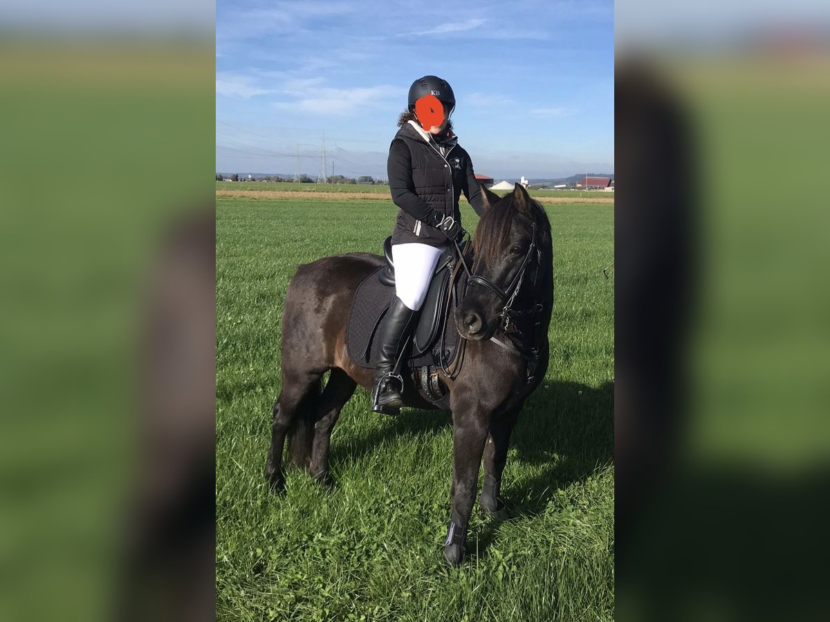 Poni alemán Mestizo Caballo castrado 17 años 143 cm Negro in Bad Grönenbach