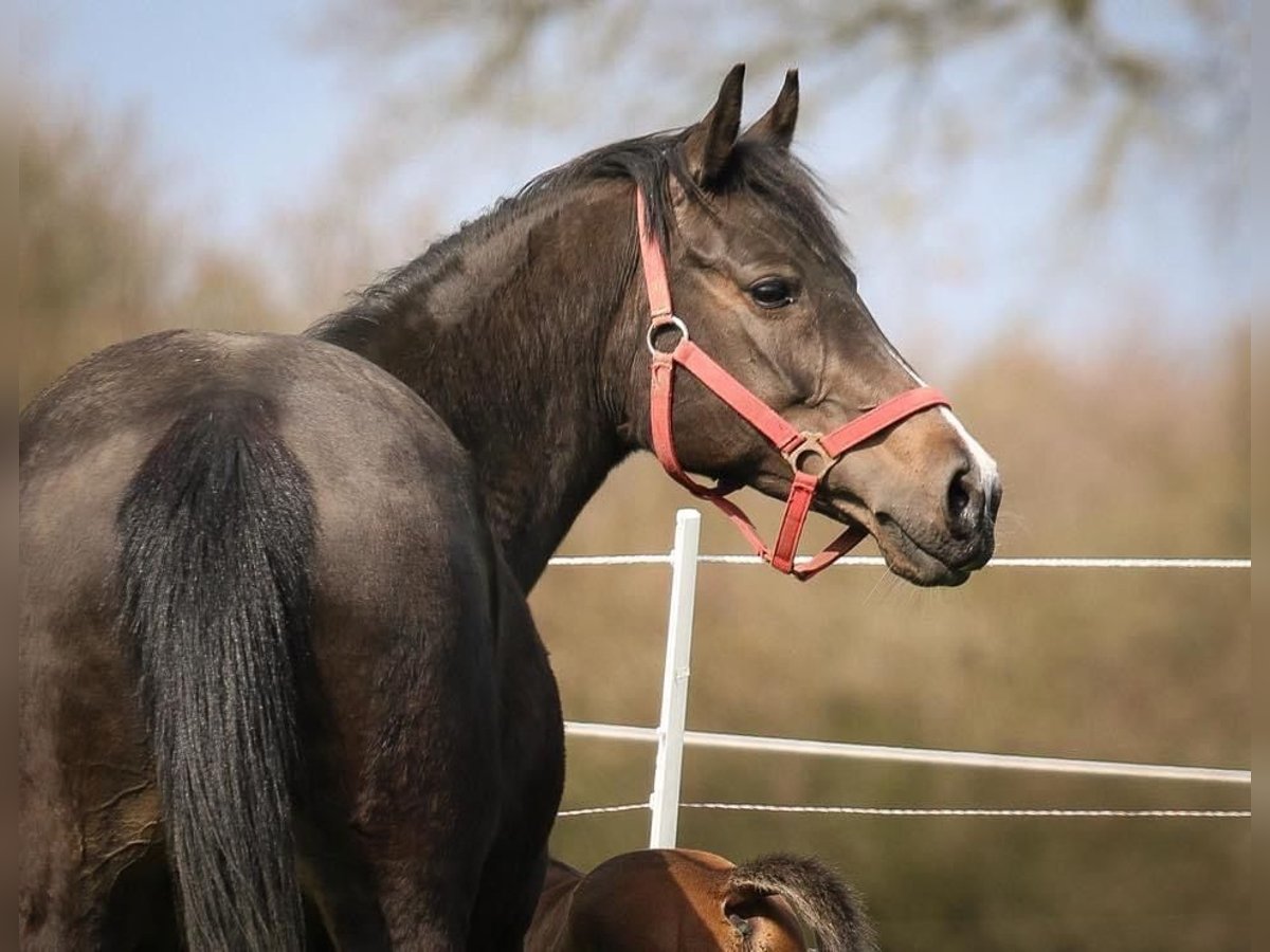 Poni alemán Caballo castrado 17 años 145 cm Castaño oscuro in Kastorf