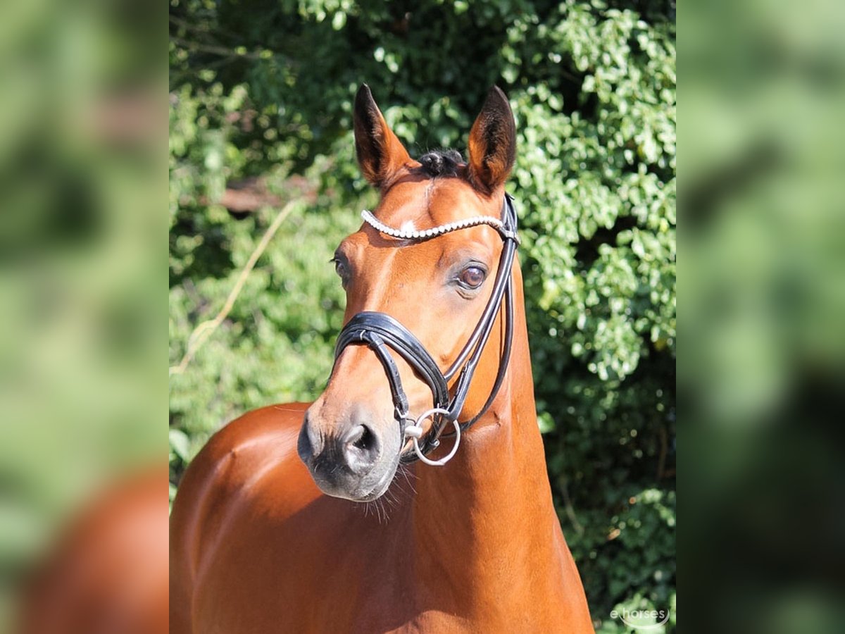 Poni alemán Caballo castrado 17 años 148 cm Castaño in Kevelaer