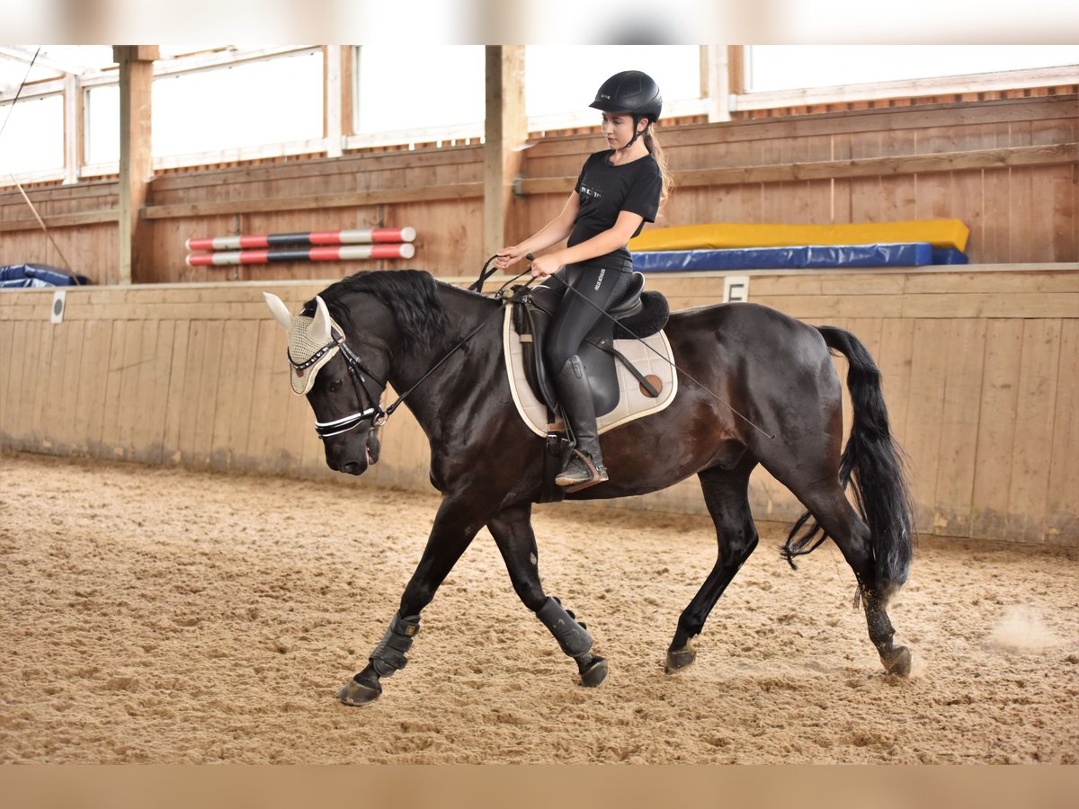 Poni alemán Caballo castrado 17 años 148 cm Negro in Tirschenreuth