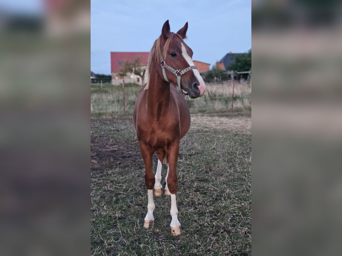 Poni alemán Caballo castrado 1 año Alazán in Lübz