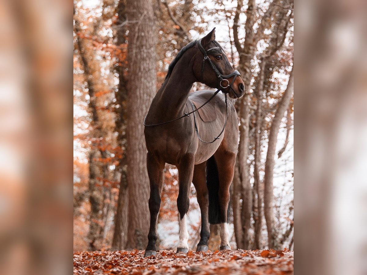 Poni alemán Caballo castrado 20 años 150 cm Castaño oscuro in Schwanau Wittenweier