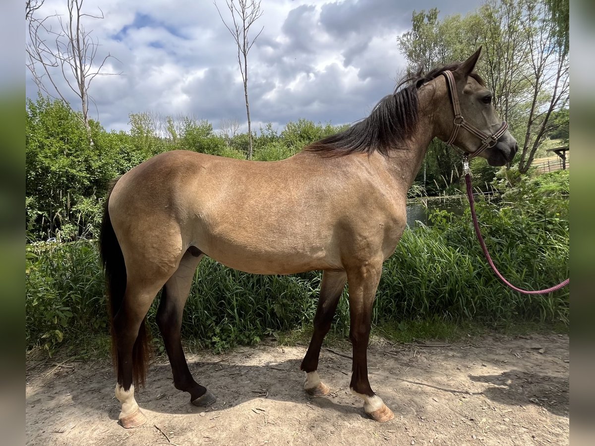Poni alemán Caballo castrado 2 años 141 cm Buckskin/Bayo in Harsdorf