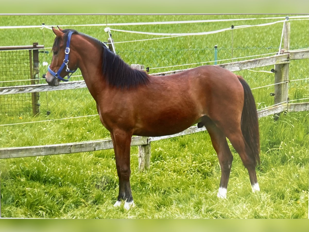 Poni alemán Caballo castrado 2 años 141 cm Castaño in Friedland