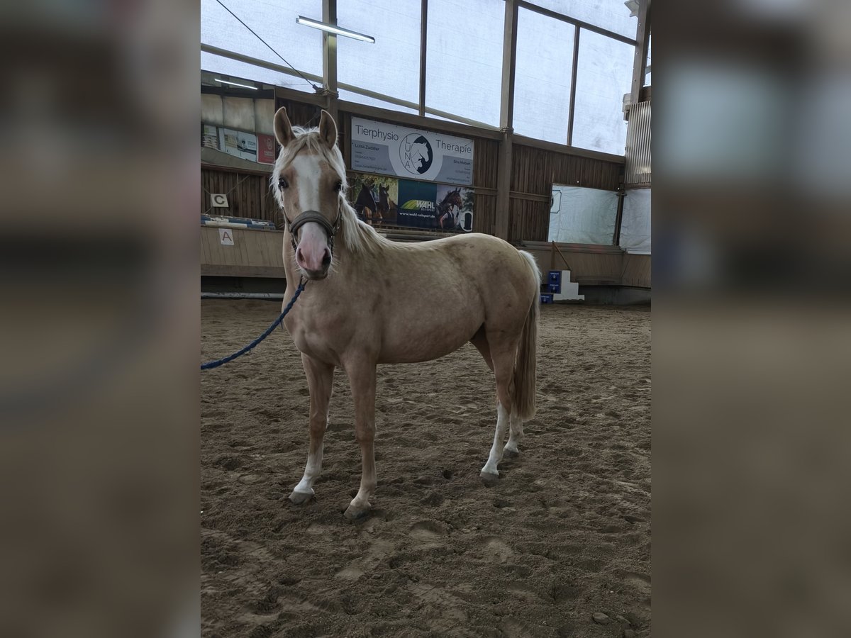 Poni alemán Caballo castrado 2 años 144 cm Palomino in Markt Indersdorf
