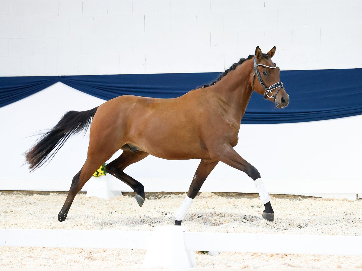 Poni alemán Caballo castrado 2 años 148 cm Castaño in Marsberg