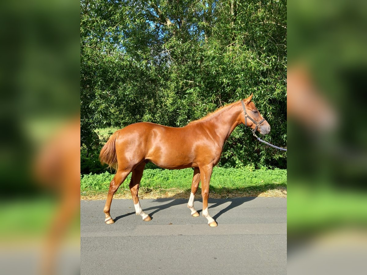 Poni alemán Caballo castrado 2 años 151 cm Alazán in Badbergen