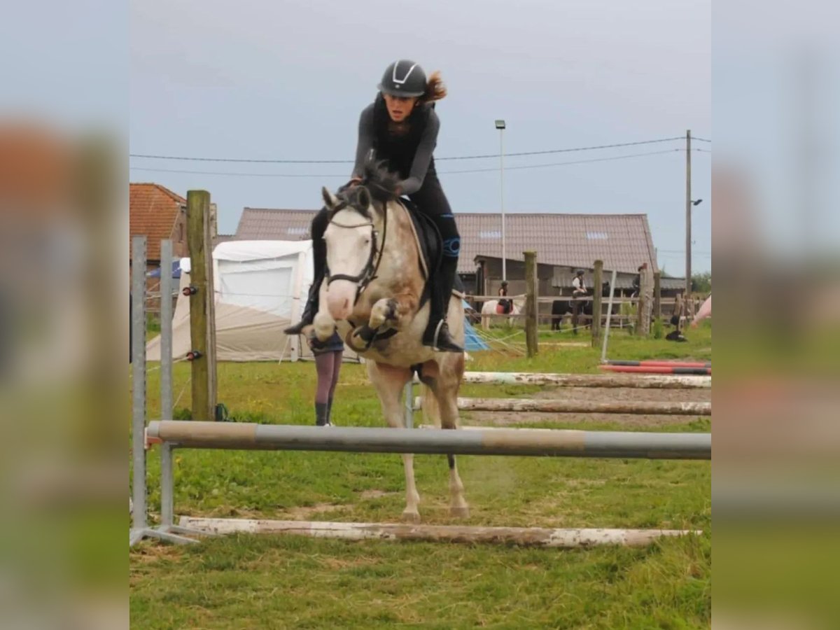 Poni alemán Mestizo Caballo castrado 3 años 135 cm Cremello in Erlensee