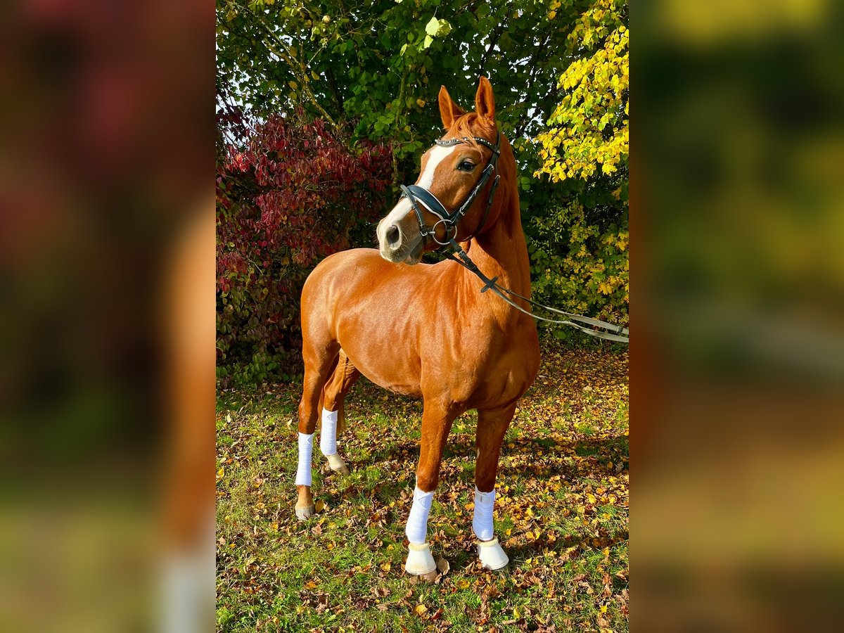 Poni alemán Caballo castrado 3 años 144 cm Alazán in Hennweiler