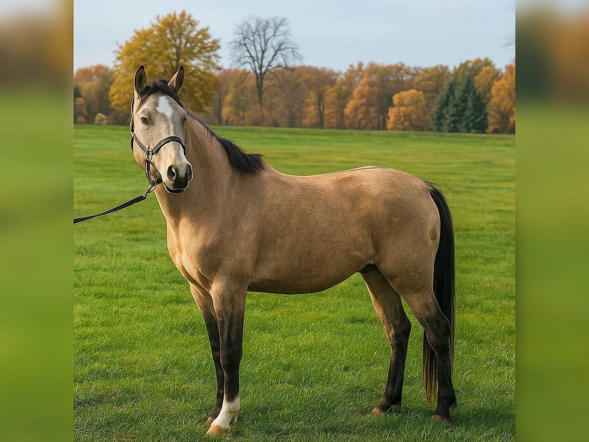 Poni alemán Caballo castrado 3 años 144 cm Buckskin/Bayo in Treuenbrietzen