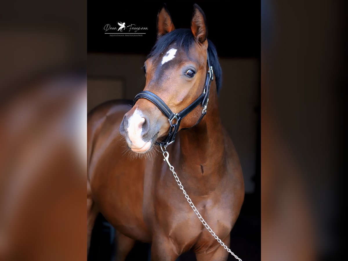 Poni alemán Caballo castrado 3 años 144 cm Castaño in Neuenkirchen-Vörden