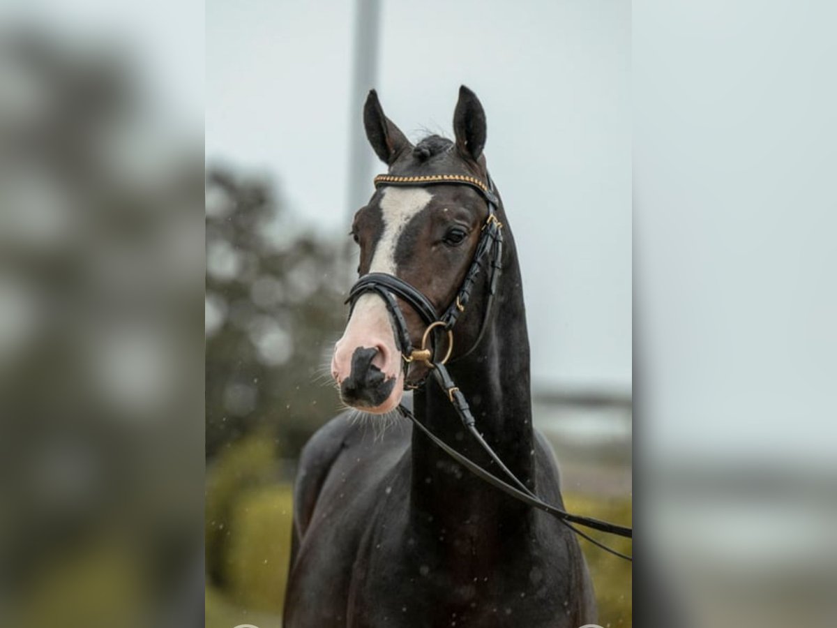 Poni alemán Caballo castrado 3 años 144 cm Morcillo in Lindau (Bodensee)