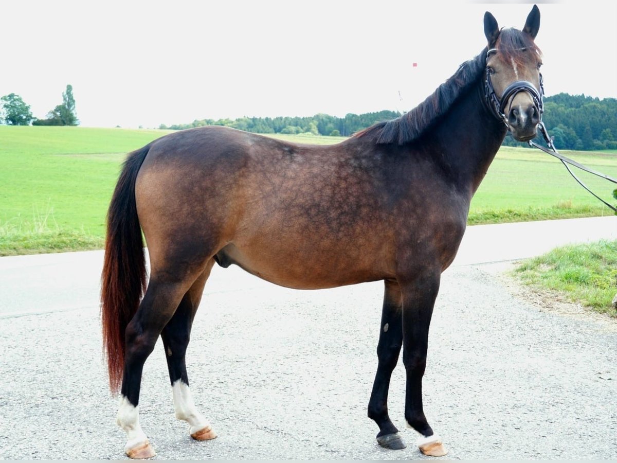 Poni alemán Caballo castrado 3 años 146 cm Buckskin/Bayo in Drackenstein