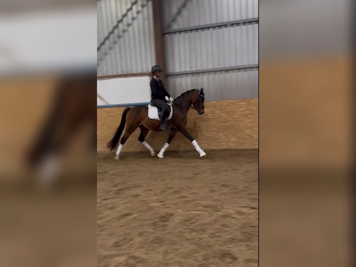 Poni alemán Caballo castrado 3 años 146 cm Castaño oscuro in Altheim (Alb)