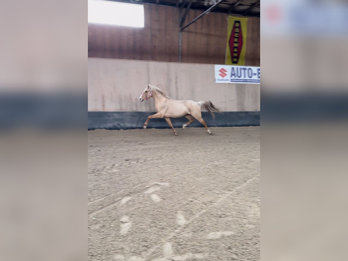 Poni alemán Caballo castrado 3 años 146 cm Palomino in WegelebenWegeleben