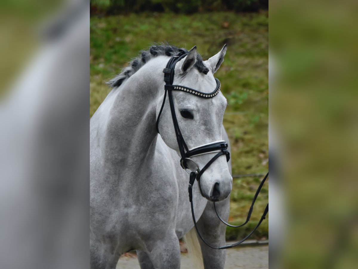 Poni alemán Caballo castrado 3 años 146 cm Tordo in F&#xFC;rstenau