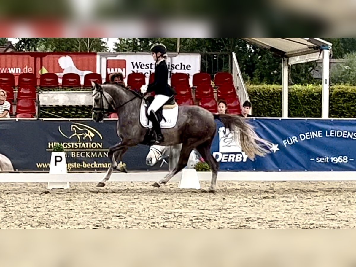 Poni alemán Caballo castrado 3 años 147 cm Tordo in Lilienthal