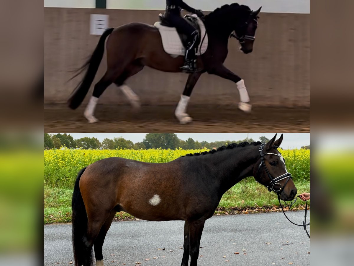 Poni alemán Caballo castrado 3 años 148 cm Castaño oscuro in Telgte