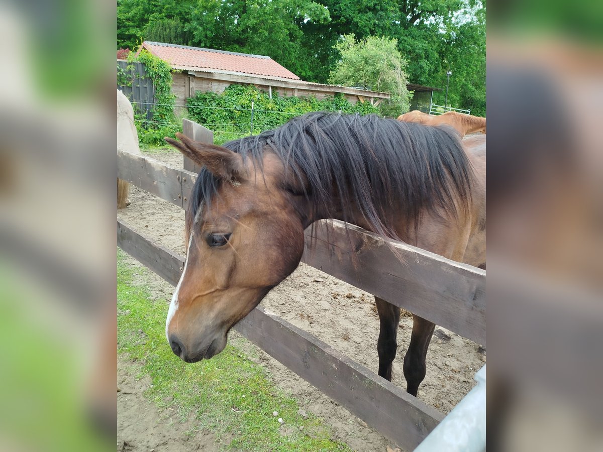 Poni alemán Caballo castrado 3 años 148 cm Castaño oscuro in Elmshorn