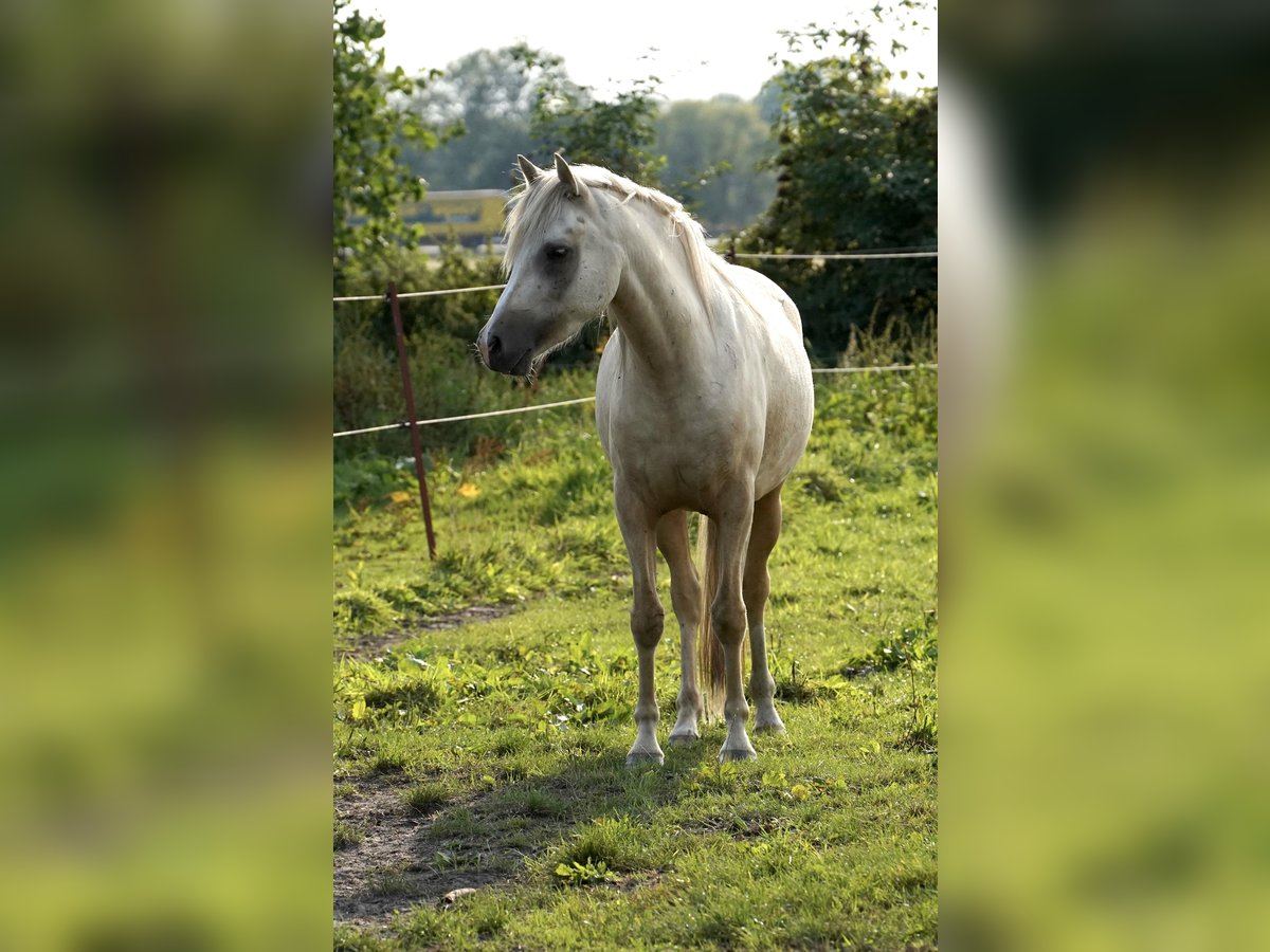 Poni alemán Caballo castrado 3 años 148 cm Palomino in Neustadt-Glewe