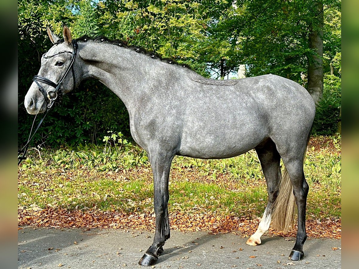 Poni alemán Caballo castrado 3 años 148 cm Tordo in D&#xF6;tlingen