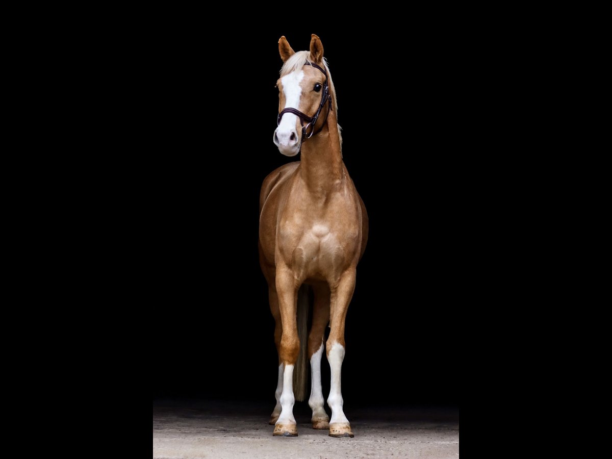 Poni alemán Caballo castrado 3 años 154 cm Palomino in Borgentreich