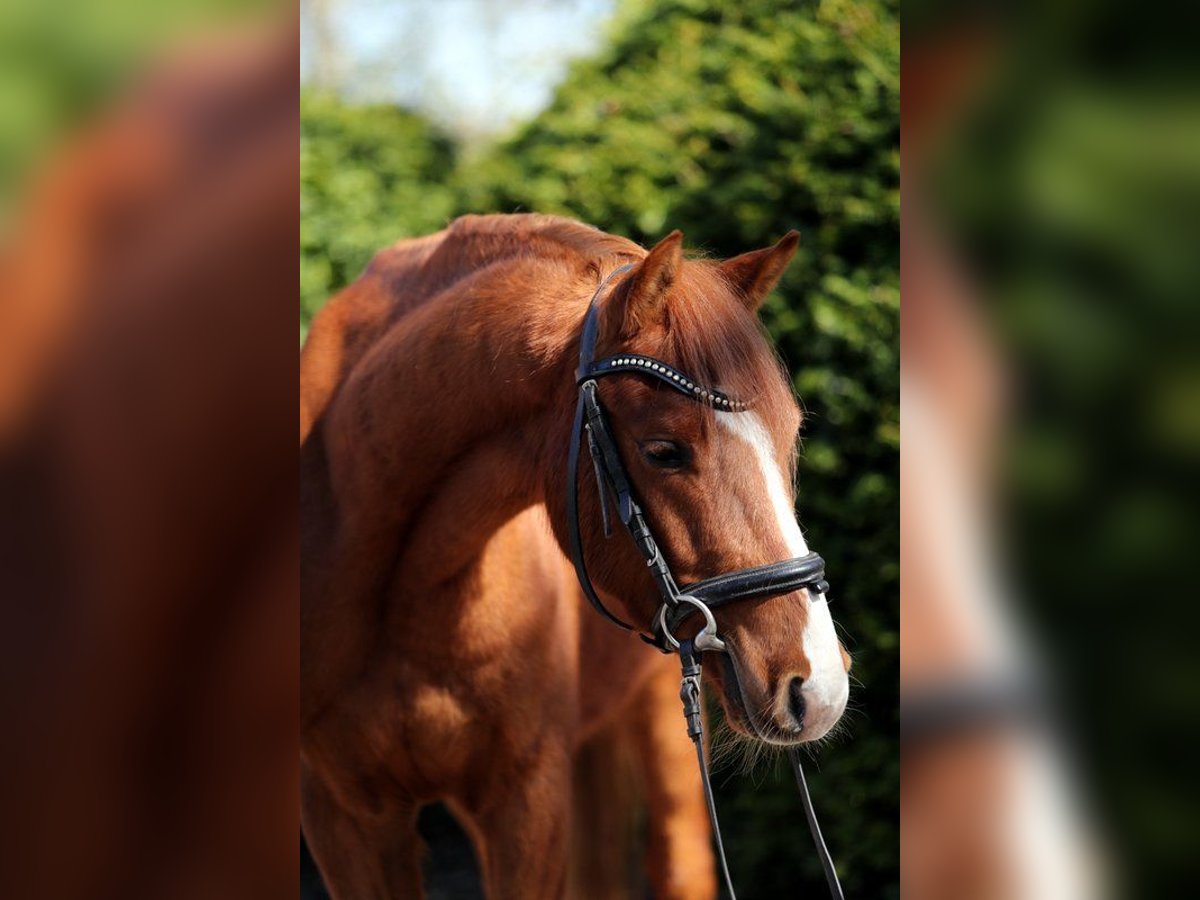 Poni alemán Caballo castrado 4 años 137 cm Alazán in Emsbüren