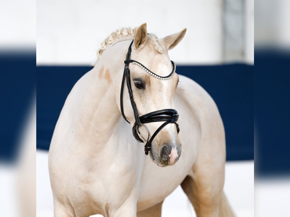 Poni alemán Caballo castrado 4 años 140 cm Palomino in Aeugst am Albis