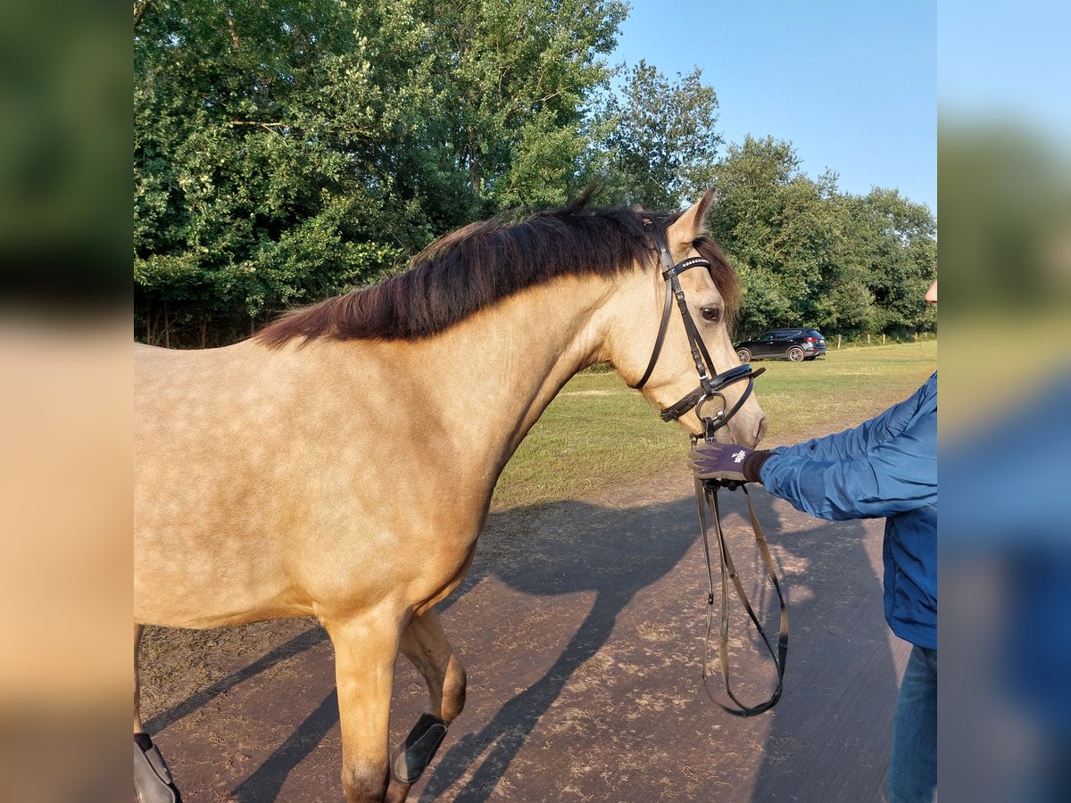 Poni alemán Caballo castrado 4 años 144 cm Buckskin/Bayo in Wrist