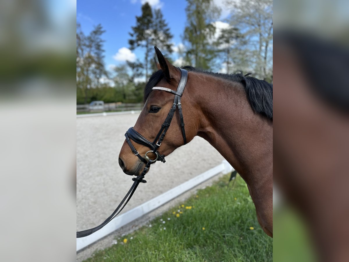 Poni alemán Caballo castrado 4 años 146 cm Castaño in Vettweiß