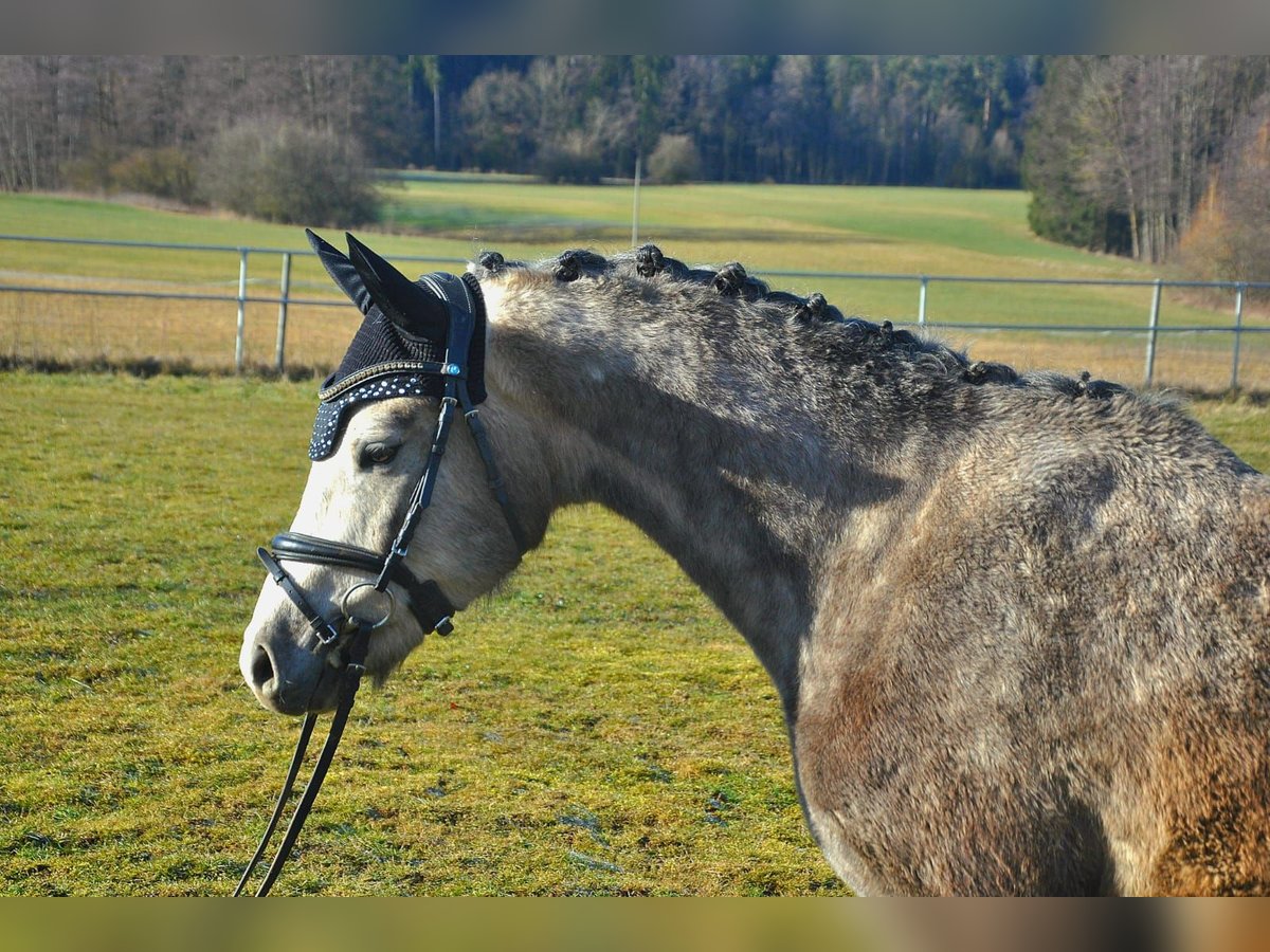 Poni alemán Caballo castrado 4 años 146 cm Tordo in Eckersdorf