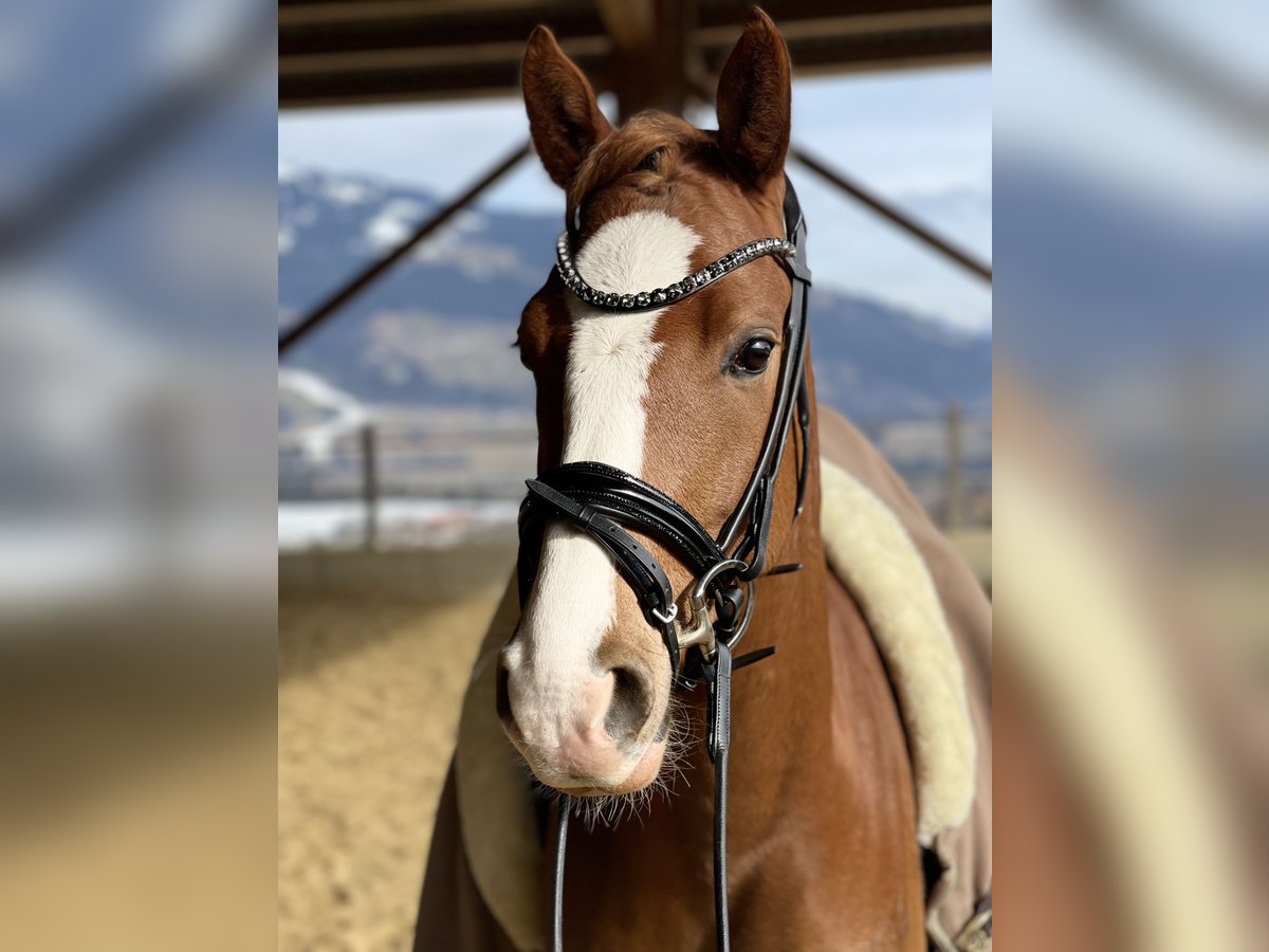 Poni alemán Caballo castrado 4 años 147 cm Alazán in Kiefersfelden