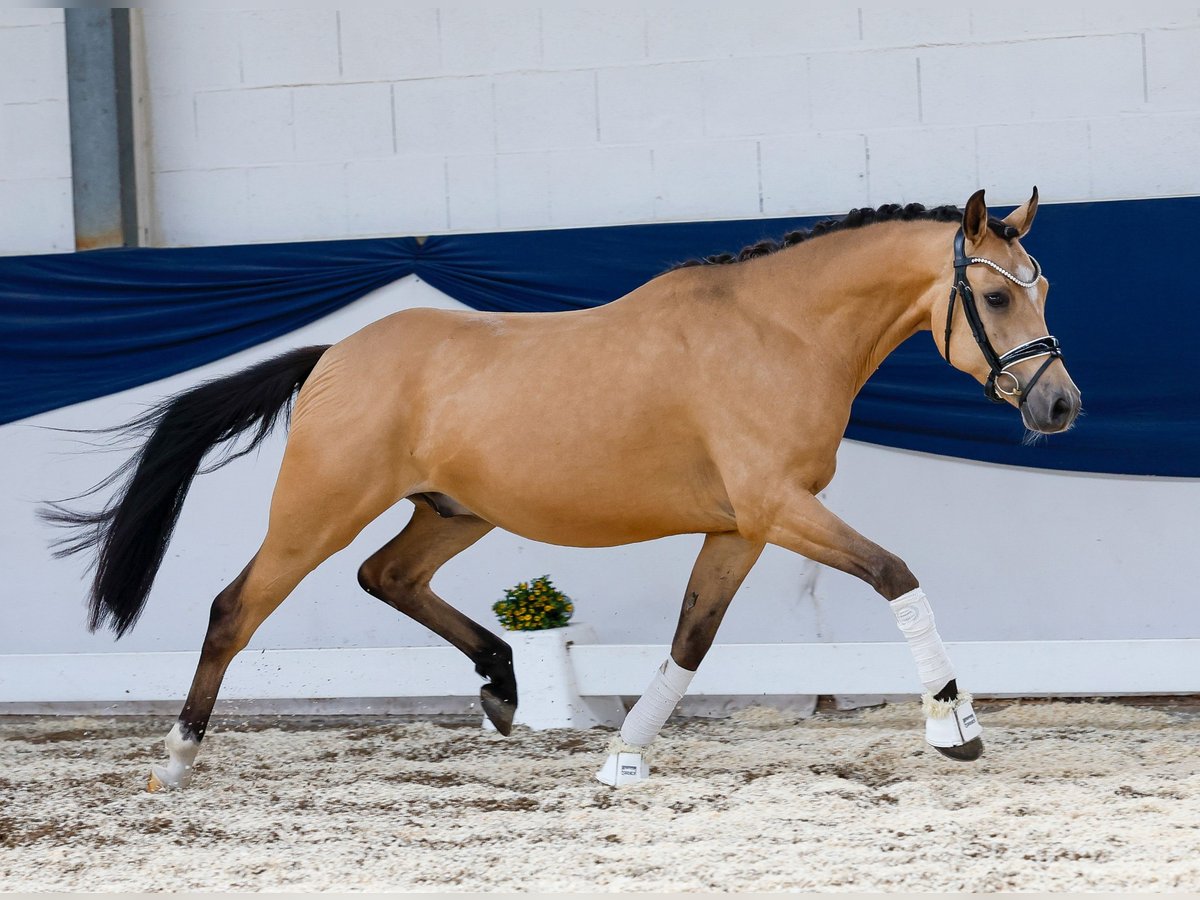 Poni alemán Caballo castrado 4 años 147 cm Bayo in Marsberg