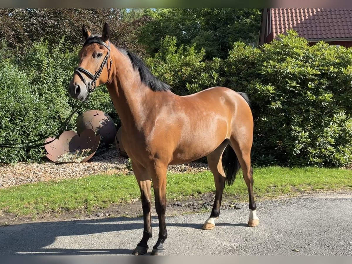 Poni alemán Caballo castrado 4 años 148 cm Castaño in Lachendorf