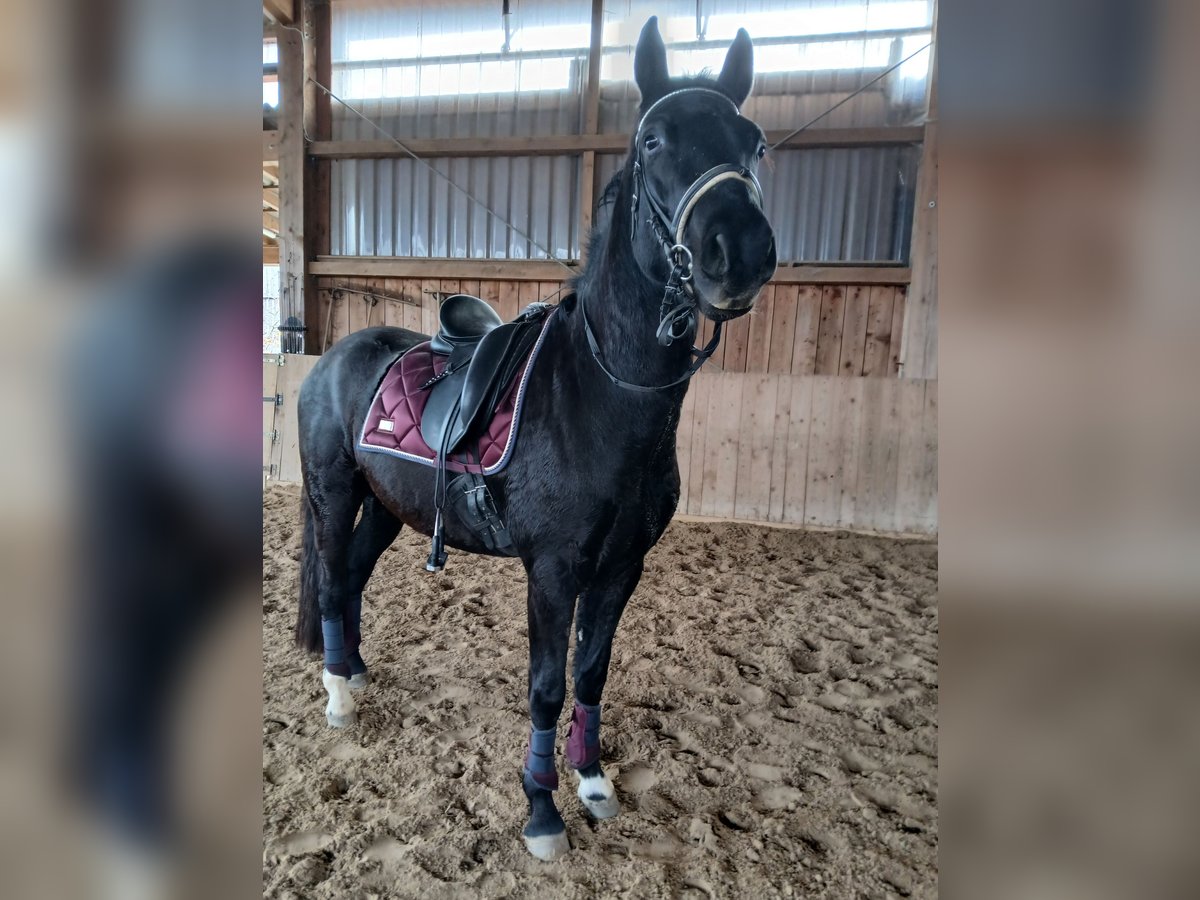 Poni alemán Caballo castrado 4 años 150 cm Negro in Flieden