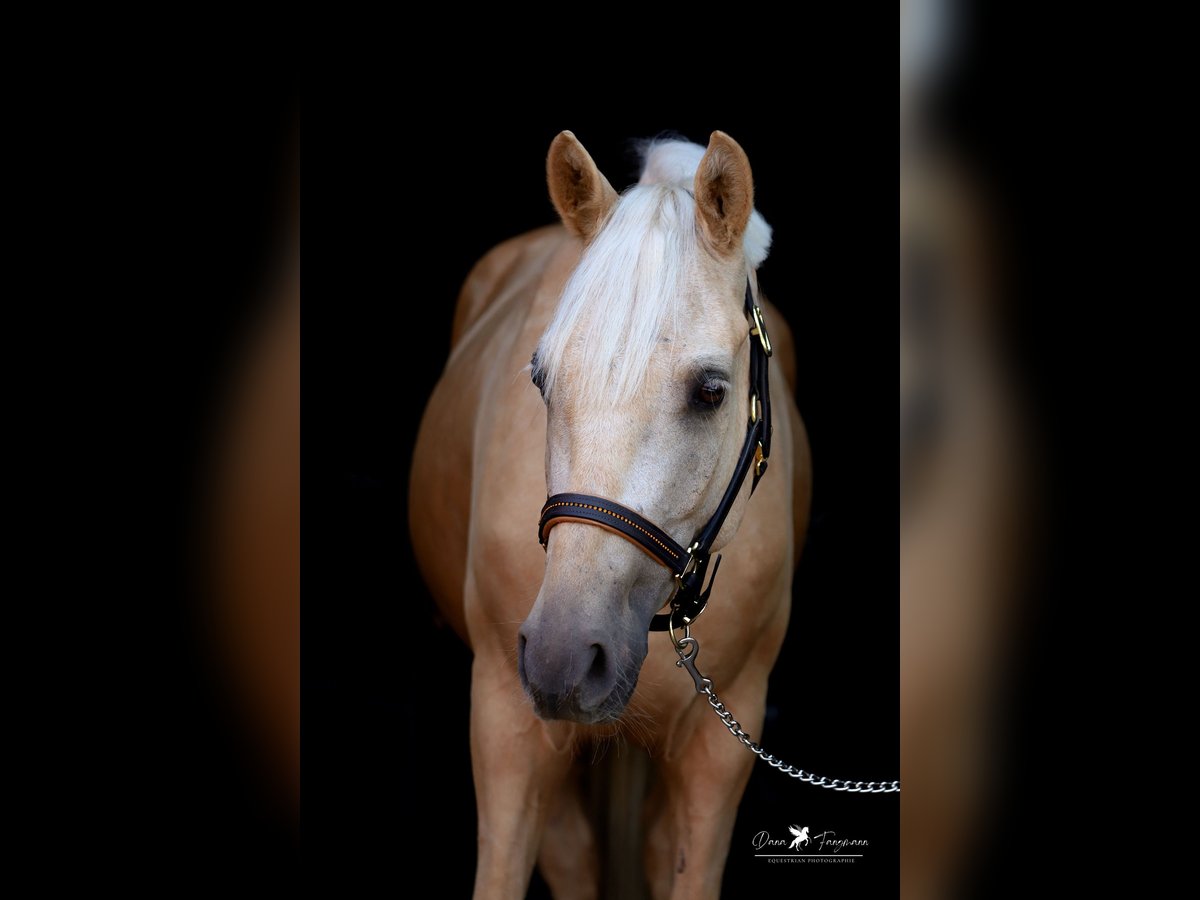 Poni alemán Caballo castrado 4 años 155 cm Palomino in Neuenkirchen-Vörden