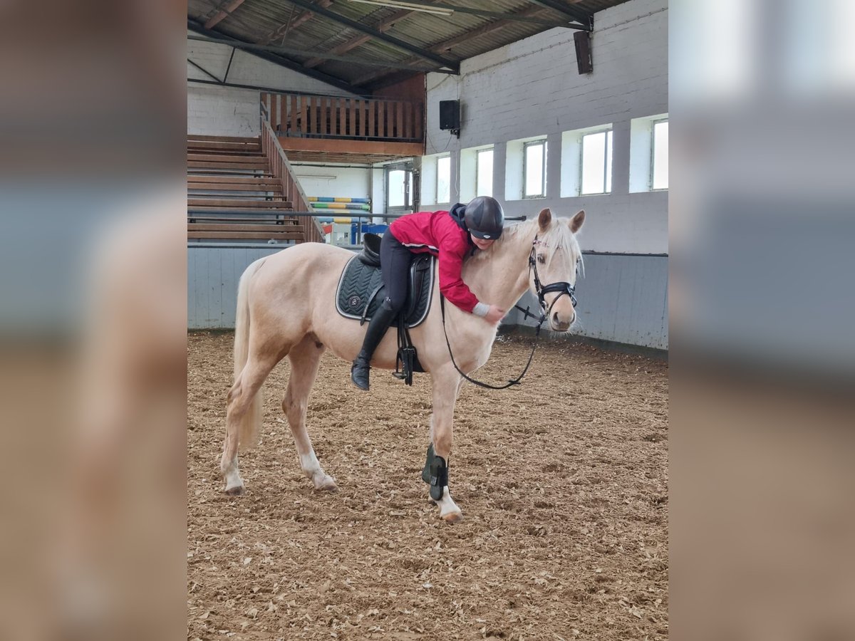 Poni alemán Caballo castrado 4 años 155 cm Palomino in Neuenkirchen-Vörden