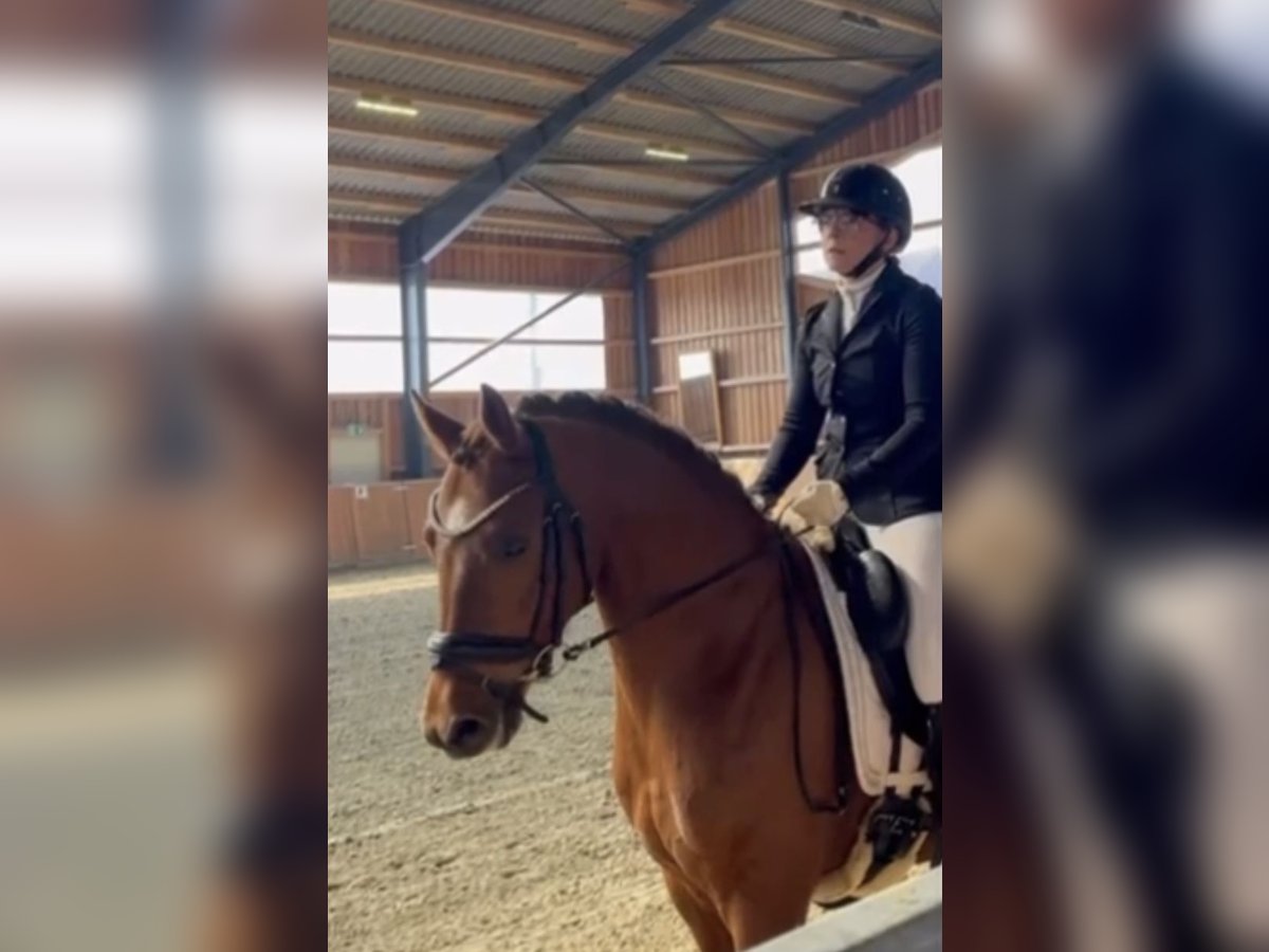 Poni alemán Caballo castrado 4 años Alazán-tostado in Bassum