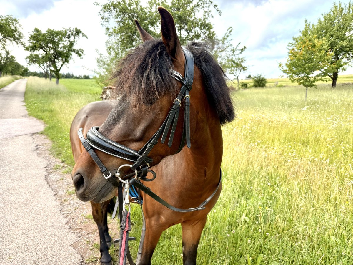 Poni alemán Mestizo Caballo castrado 5 años 130 cm Castaño oscuro in Pfalzgrafenweiler