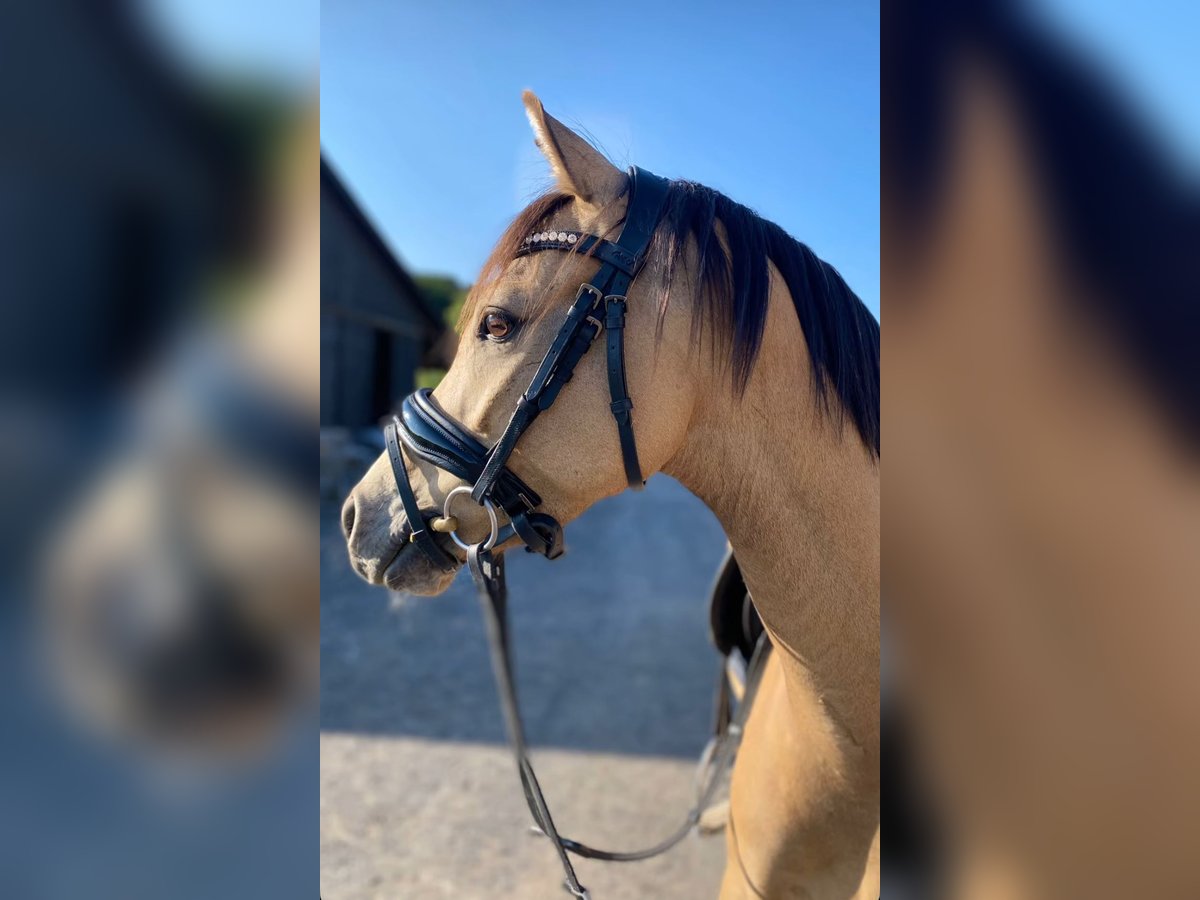 Poni alemán Caballo castrado 5 años 145 cm Buckskin/Bayo in Sontra