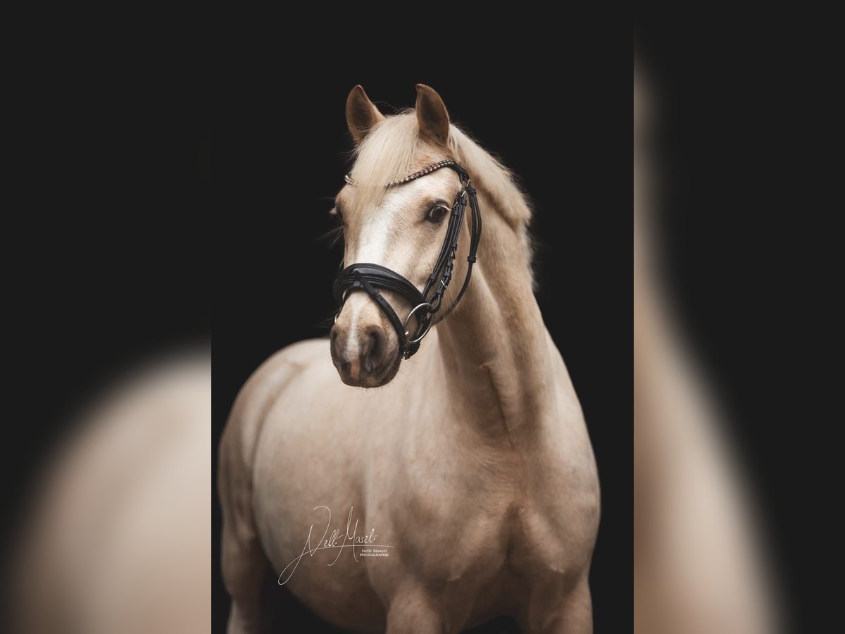 Poni alemán Caballo castrado 5 años 145 cm Palomino in Rehfelde