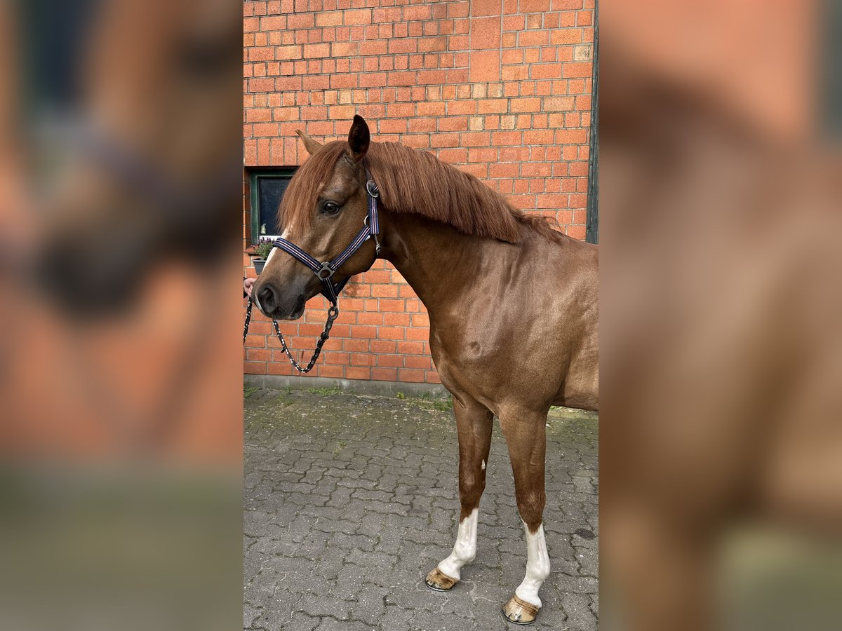 Poni alemán Caballo castrado 5 años 147 cm Alazán-tostado in Ahrensburg