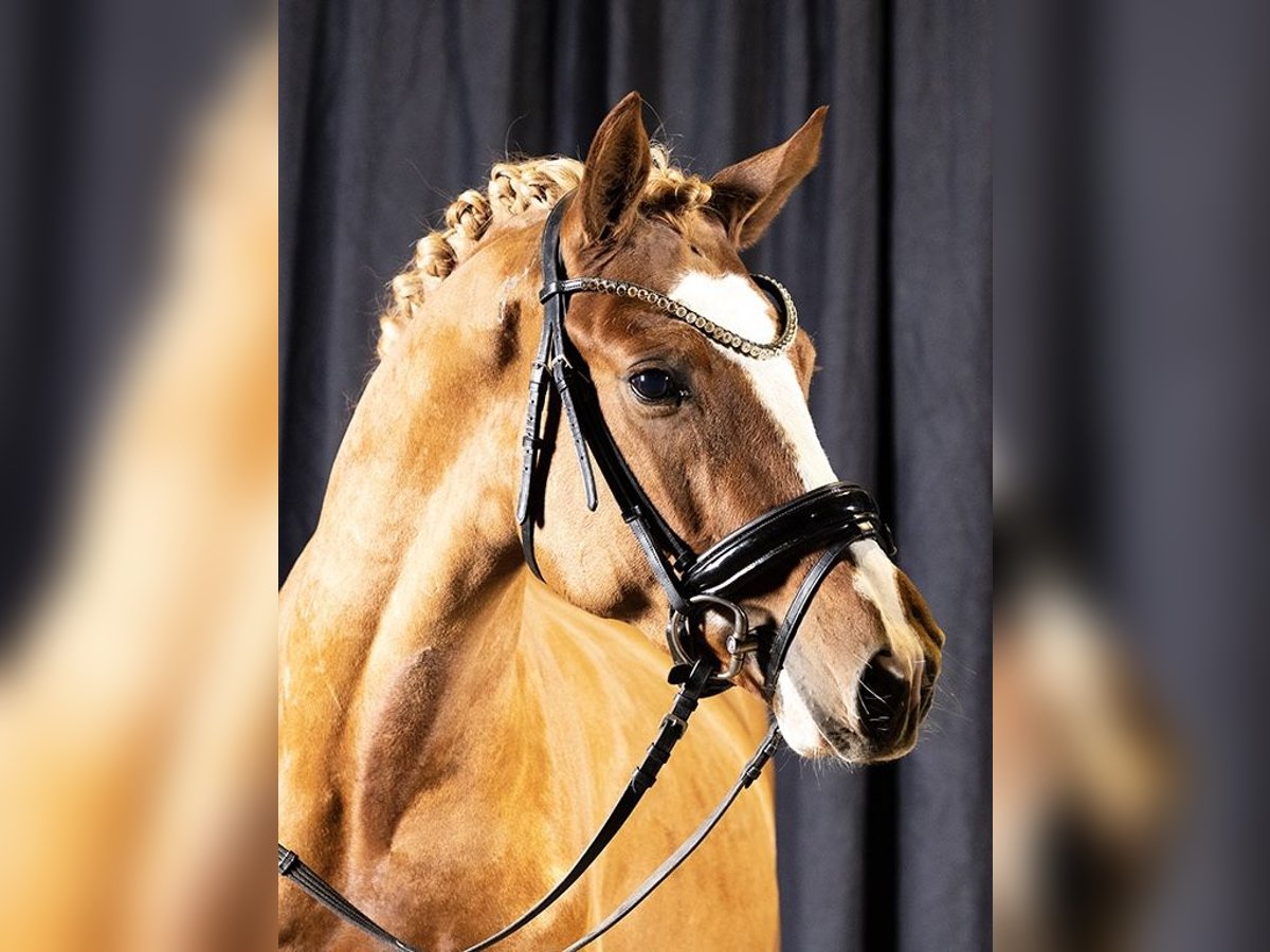 Poni alemán Caballo castrado 5 años 148 cm Alazán in Springe