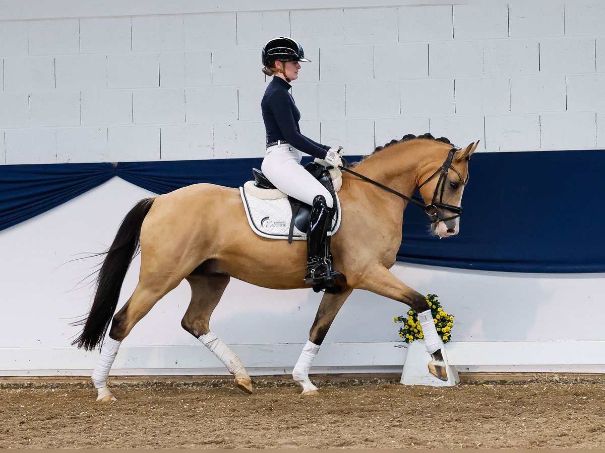 Poni alemán Caballo castrado 5 años 148 cm Bayo in Marsberg