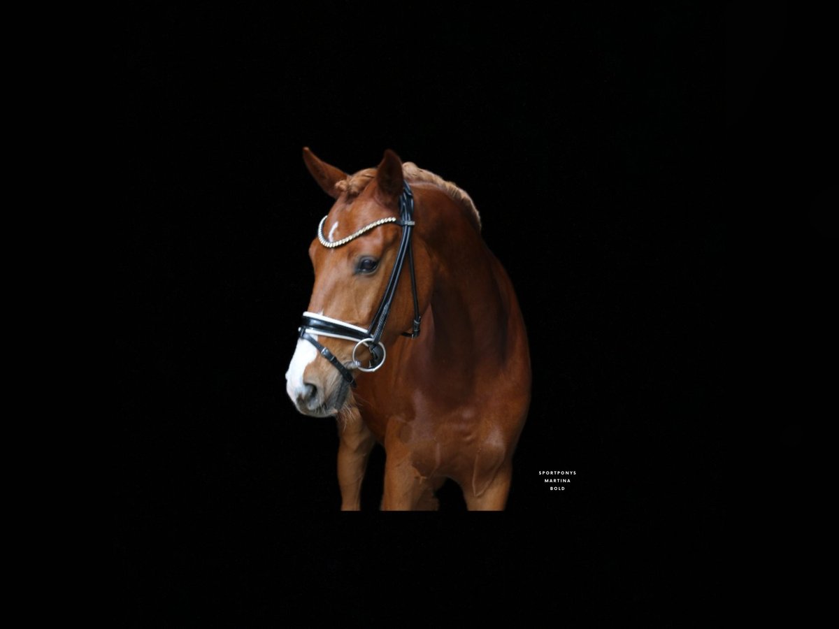 Poni alemán Caballo castrado 5 años 150 cm Alazán in Recke, bei Osnabr&#xFC;ck